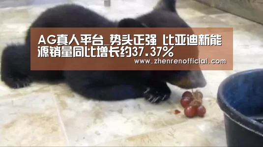 AG真人平台_势头正强 比亚迪新能源销量同比增长约37.37%(图1) AG真人平台