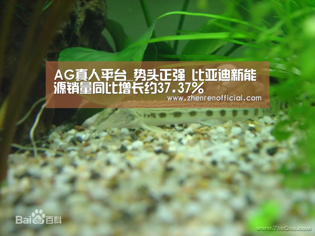 AG真人平台_势头正强 比亚迪新能源销量同比增长约37.37%(图2) AG真人