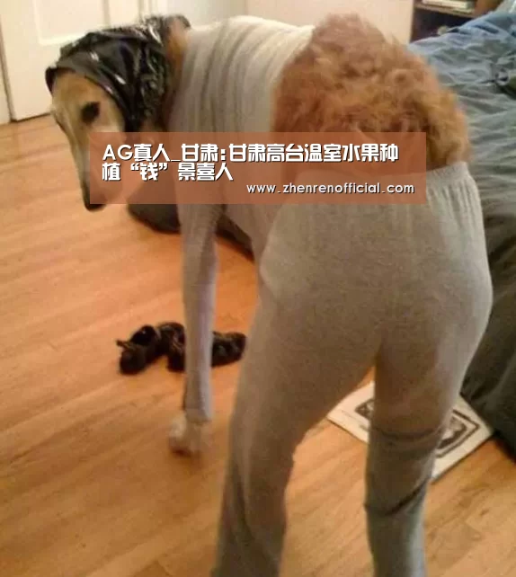 AG真人_甘肃:甘肃高台温室水果种植“钱”景喜人(图2) AG亚游真人平台